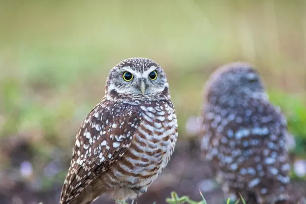 Bird Burrowing Owl Nature
