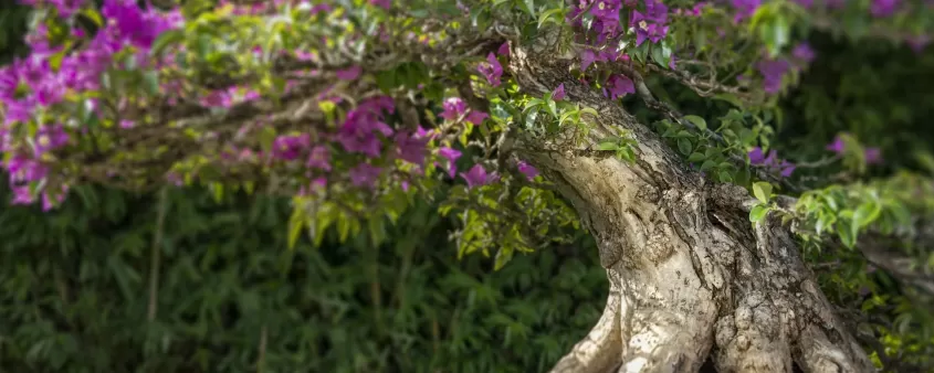 Wigerts Bonsai Garden