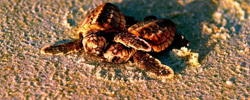 Pair of sea turtles on beach