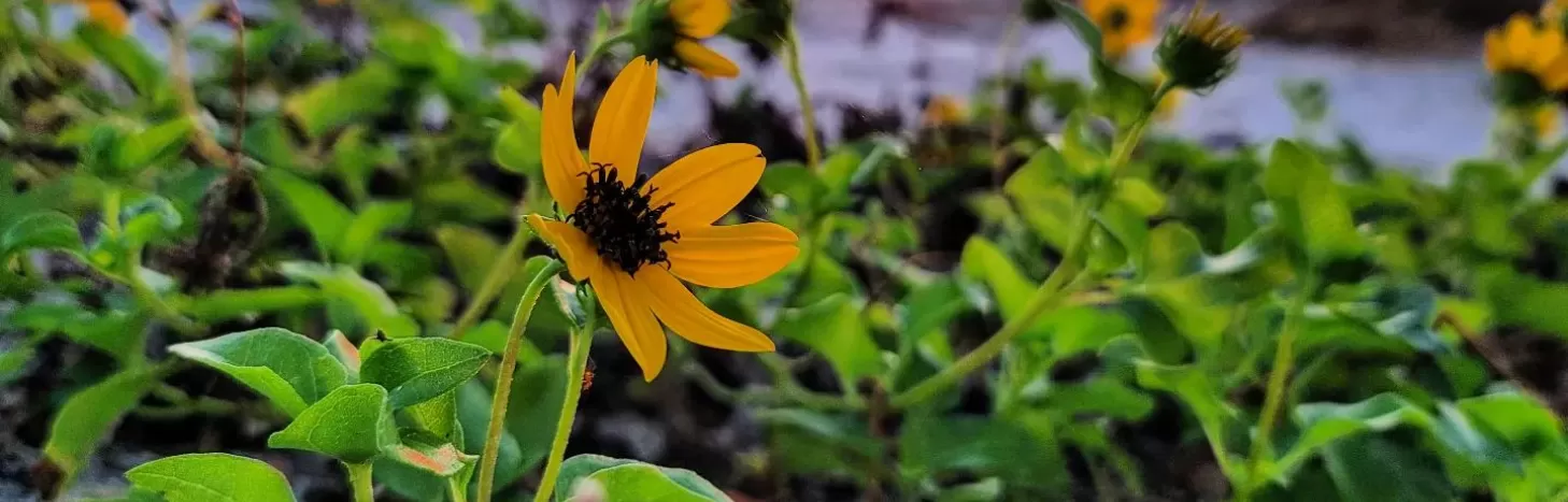 Flowers on beach at sunset