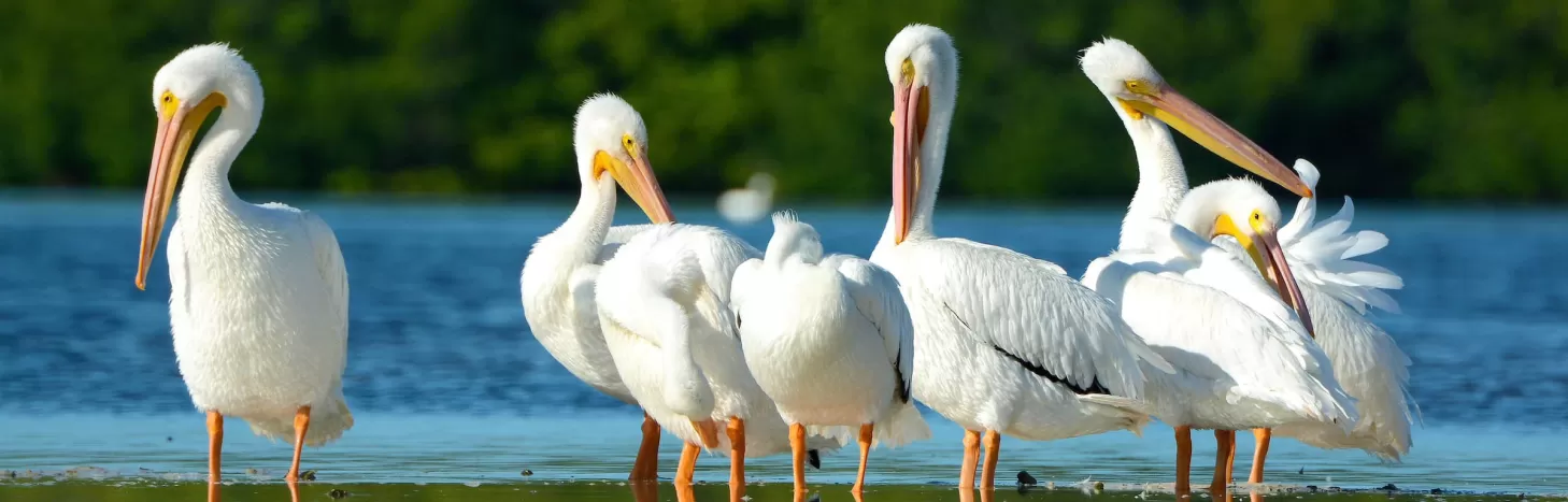 White Pelicans