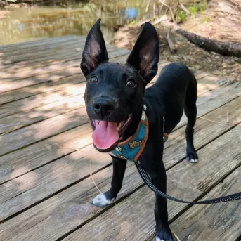 Koreshan State Park Dog Walks Pets Animal